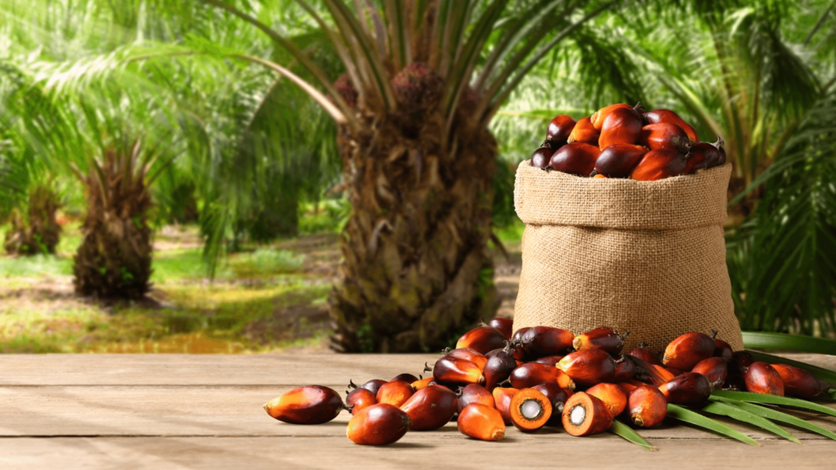The World’s Palm Oil Leader in the Halal Food Industry