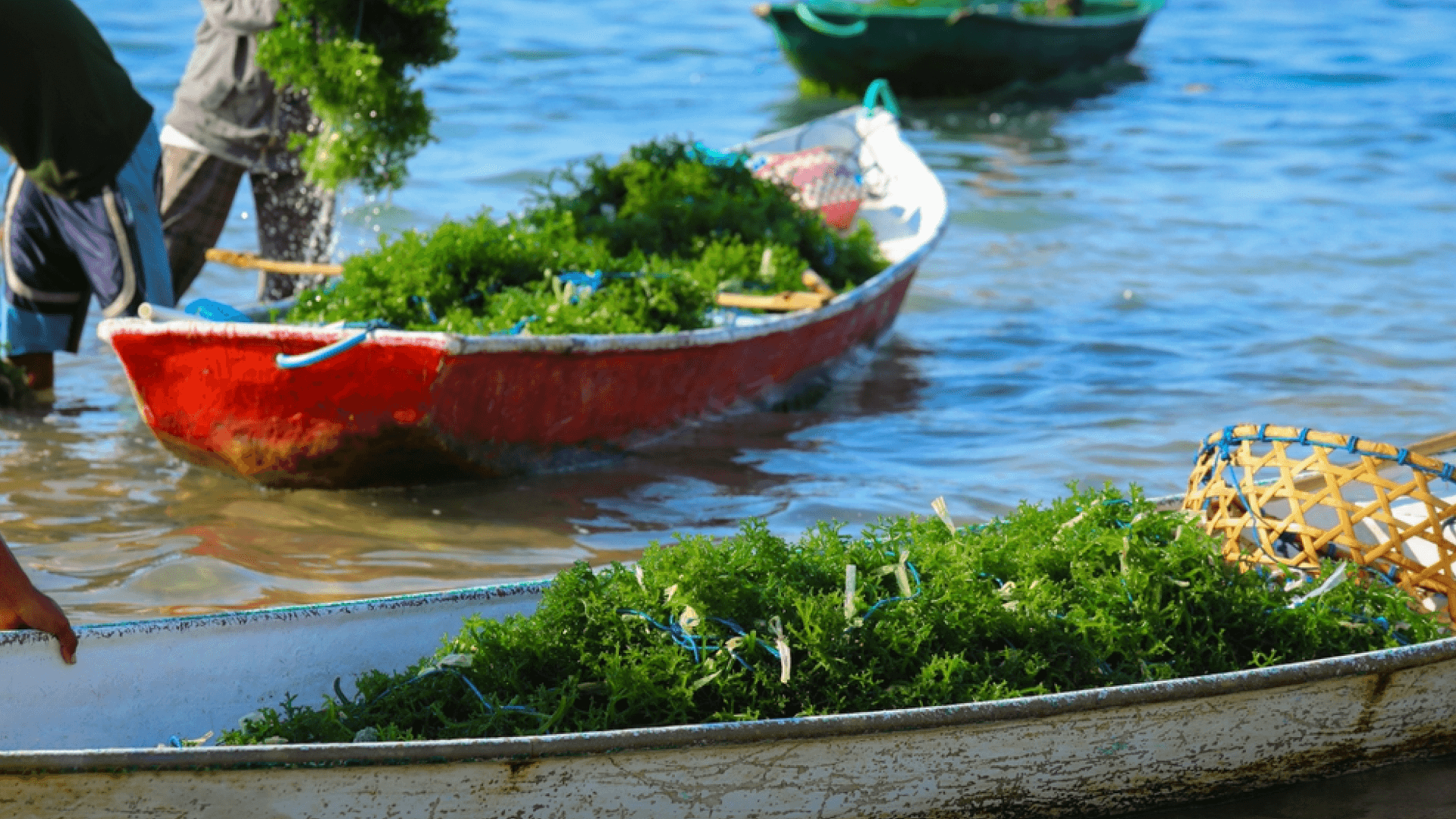 The Real Seaweed Story form Indonesia